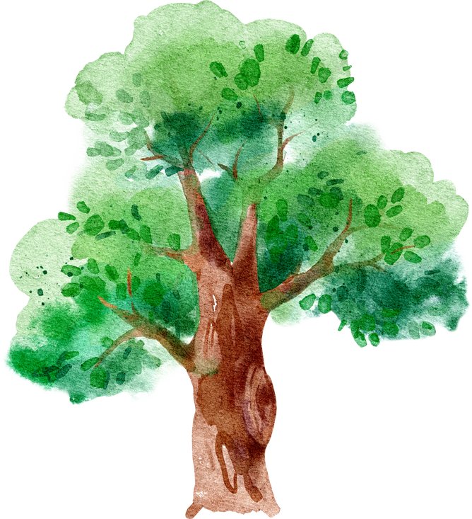 Watercolor oak tree illustration